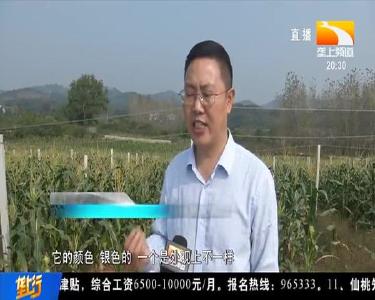 农田充满“科技范儿” 乡亲脱贫增收有奔头