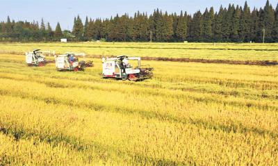 15万亩稻田推行生态种养模式 潜江“虾乡稻”俏销一线城市