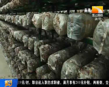 80后女孩修“豪华别墅”养菌棒 反季节上市效益高