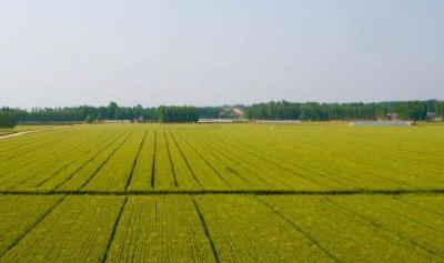 嘉鱼实施全域国土综合整治 "碎片田""低洼田"变"高产田"