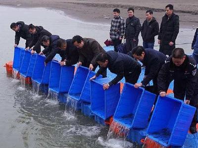 农业农村部与三峡集团开展中华鲟增殖放流