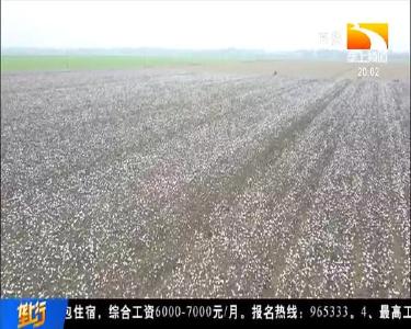 机收采净率约90% 湖北棉花机采直播技术日趋成熟