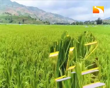 垄上行 2020-11-19