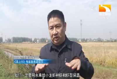 昼夜温差大 小龙虾管理有讲究