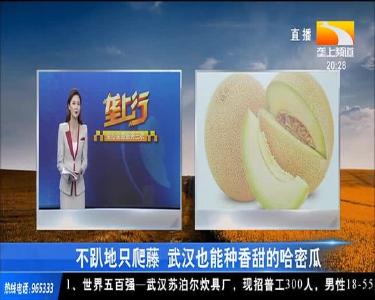 农友圈：不趴地只爬藤 武汉也能种香甜的哈密瓜