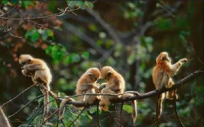 湖北省保护野生动物宣传月活动启动