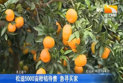 松滋5000亩柑桔待售 急寻买家
