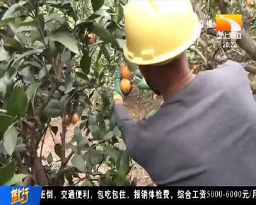桔子红了 宜昌蜜桔迎来采收旺季