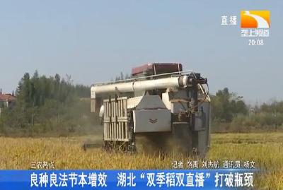 良种良法节本增效 湖北“双季稻双直播”打破瓶颈