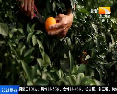 入口如同吃果冻 2000亩柑橘新秀新鲜上市