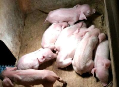 农业农村部：加强冬季生猪饲养管理的关键技术措施