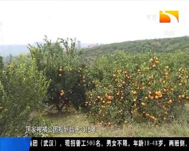 柑橘能调味 空气装瓶售卖 健康农品集体闪亮健博会