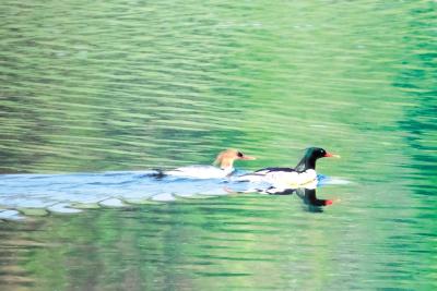 “鸟中大熊猫”中华秋沙鸭嬉戏清江宜都段