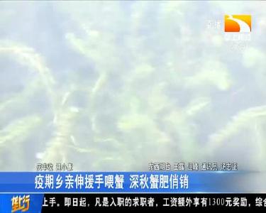 疫期乡亲伸援手喂蟹 深秋蟹肥俏销