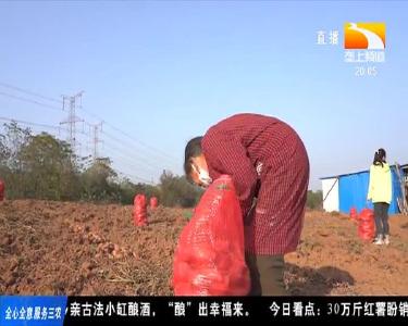 30万斤红薯盼销路 只因“颜值”不够高