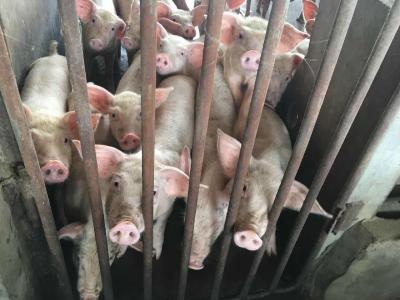 中南六省将全面禁止生猪调入， “点对点”调运须具备7大条件