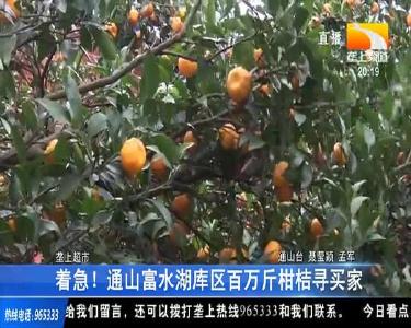 着急！通山富水湖库区百万斤柑桔寻买家