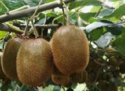 湖北省开展猕猴桃品种综合评价