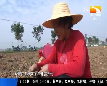 大棚里种半夏 规模扩大效益好