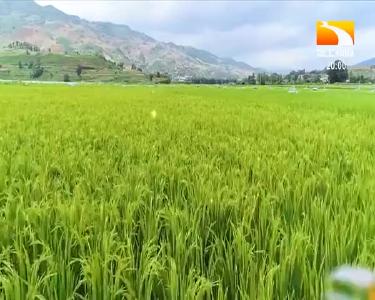 垄上行 2020-11-07