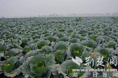 襄阳宜城品种改良推动菜农持续增收