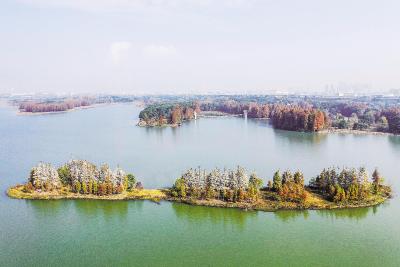 武汉东湖鸟岛成群鸬鹚迁徙越冬