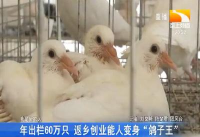 年出栏60万只 返乡创业能人变身“鸽子王”