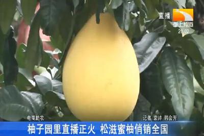 柚子园里直播正火 松滋蜜柚俏销全国