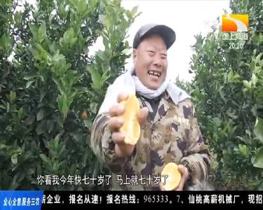 古稀老人不服老 学以致用种好橙