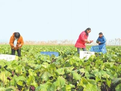 荆州区菱角湖农场：产业扶贫敲开致富“幸福门”