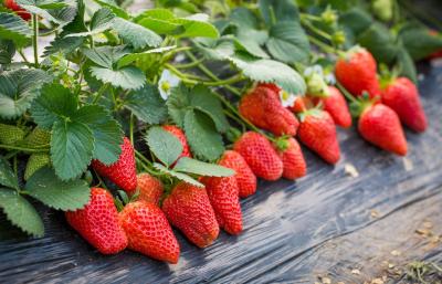 草莓种植草莓越冬如何保温