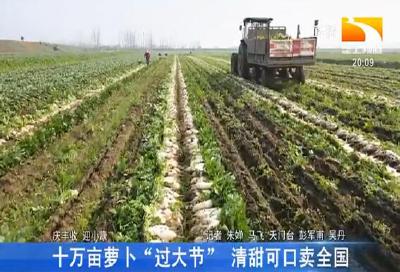 十万亩萝卜“过大节” 清甜可口卖全国