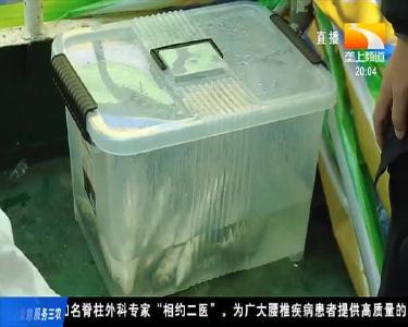 长江宜昌段重现 “神秘物种” 鳤