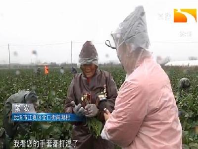 寒潮来袭 采收露地菜减损给大棚菜加层 “被”