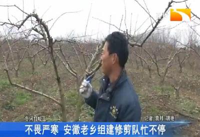 不畏严寒 安徽老乡组建修剪队忙不停