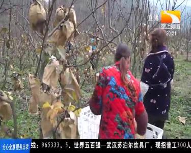 梨子上市正当时 香甜水嫩来一口