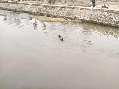 阳新一村干部跳入冰水救起村民