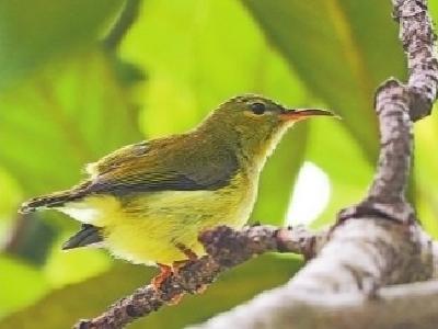 第420个鸟类新纪录诞生！ 武汉发现叉尾太阳鸟