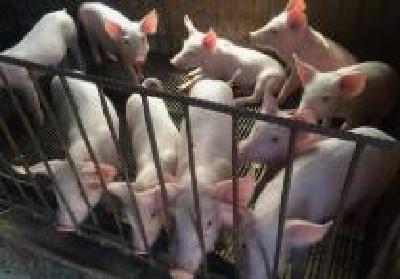 生猪存栏恢复至常年水平90%以上 明年上半年生猪产能可完全恢复