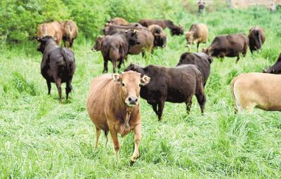 湖北肉牛养殖还需“使牛劲”