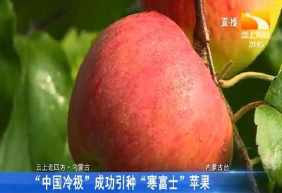 “中国冷极”成功引种“寒富士”苹果