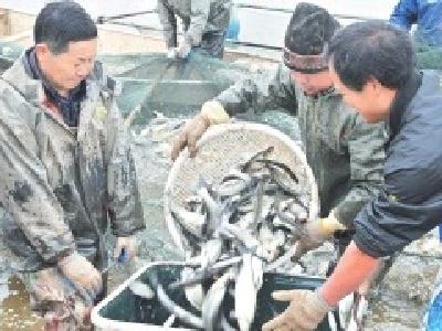 石首上津湖特种养殖基地迎收获季 一车车鱼销往外地