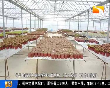 肥嘟嘟 萌萌哒 广水“花朵”卖全国