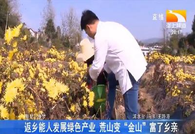 返乡能人发展绿色产业 荒山变“金山”富了乡亲