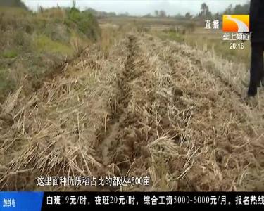 稻香米优卖价高 京山市首推全域优质稻