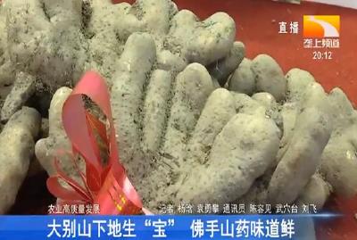 大别山下地生“宝” 佛手山药味道鲜