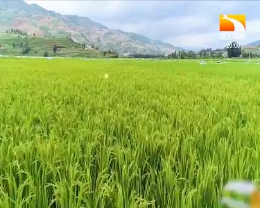 垄上行 2020-12-04