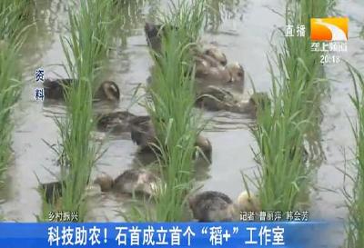 科技助农！石首成立首个“稻+”工作室