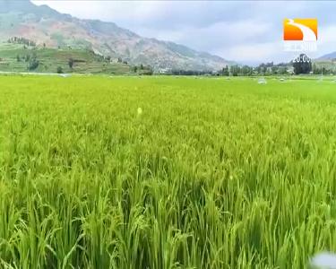 垄上行 2020-12-11