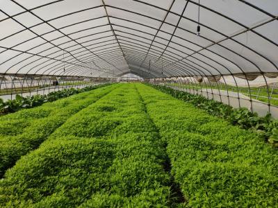 藜蒿种植助力湖北光芒村增收脱贫